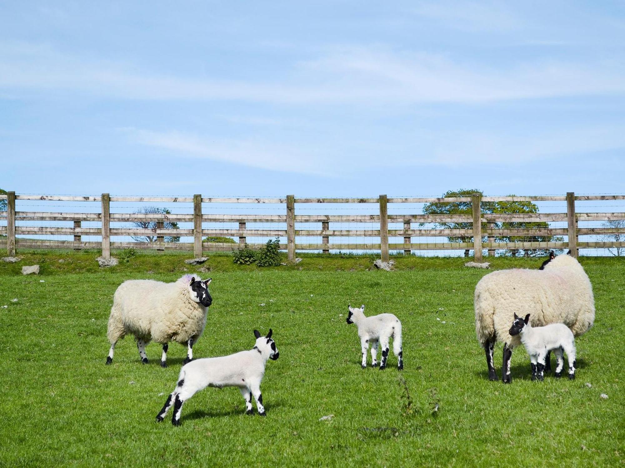 Maes Y Bryn Farmhouse Llanwrda Eksteriør bilde